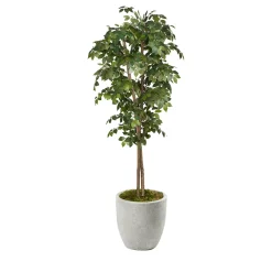 Black Olive Tree - 7ft