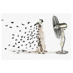 Dalmation