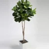 Fiddle Leaf Fig Tree in Metal Container - 7 Ft