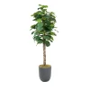 Fiddle Leaf Tree - 7ft