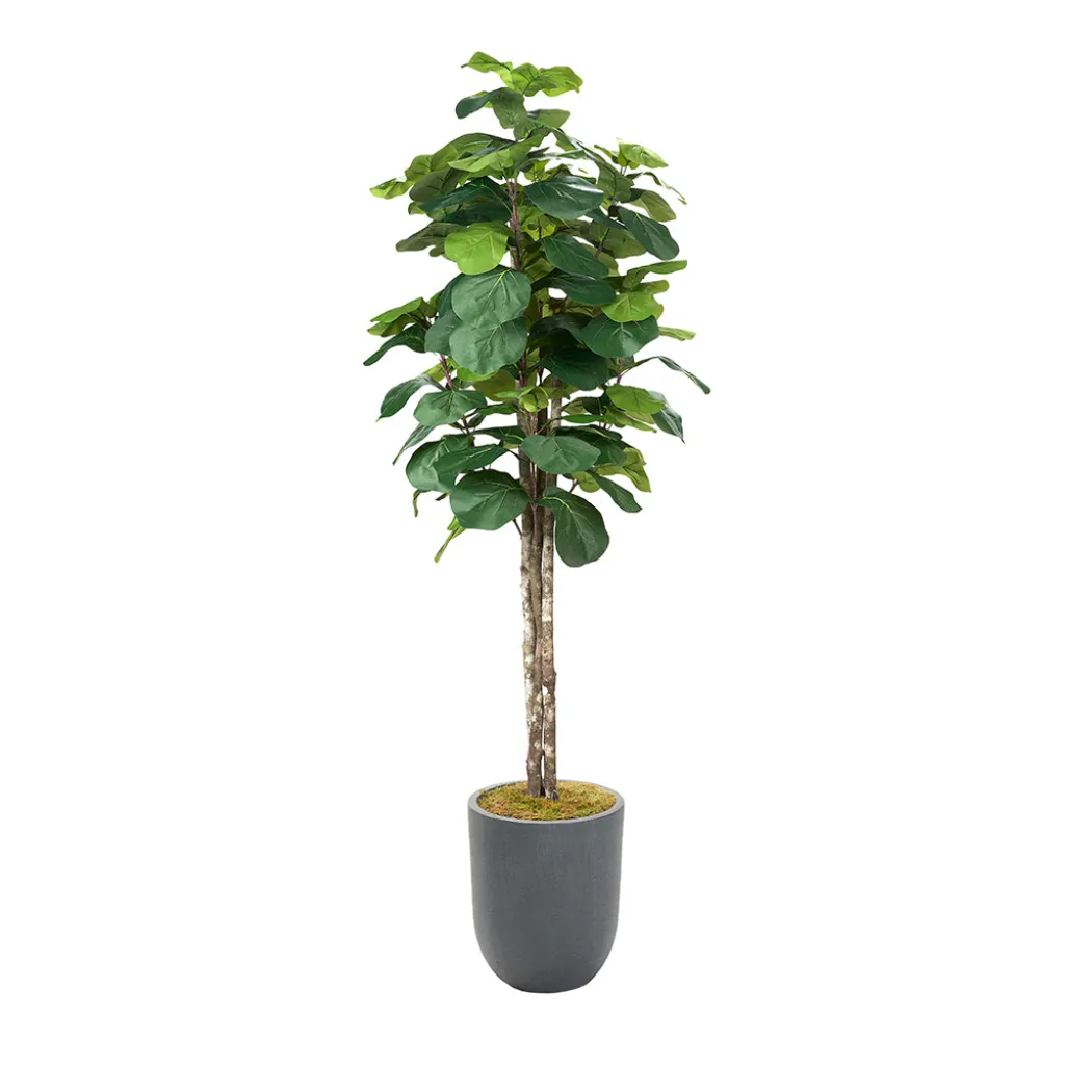 Fiddle Leaf Tree - 7ft