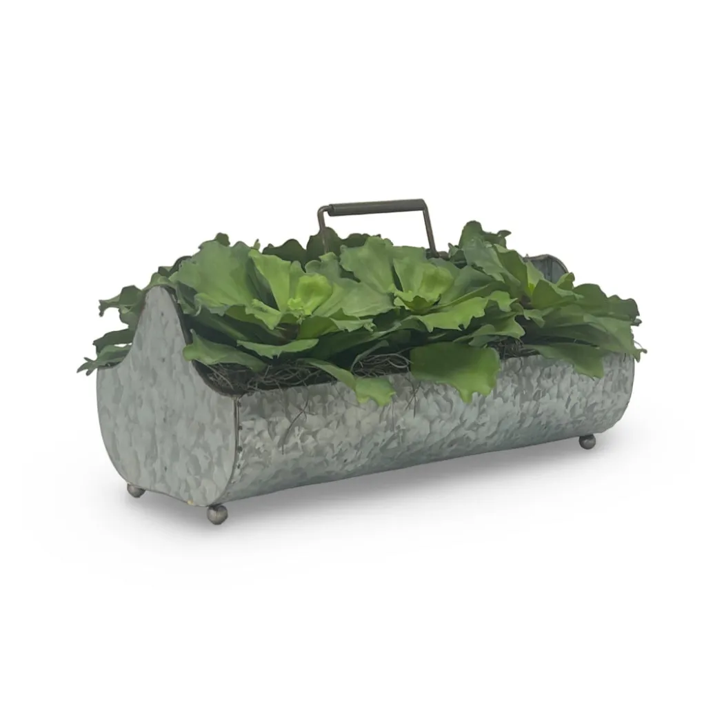 Green Succulents in Metal Planter
