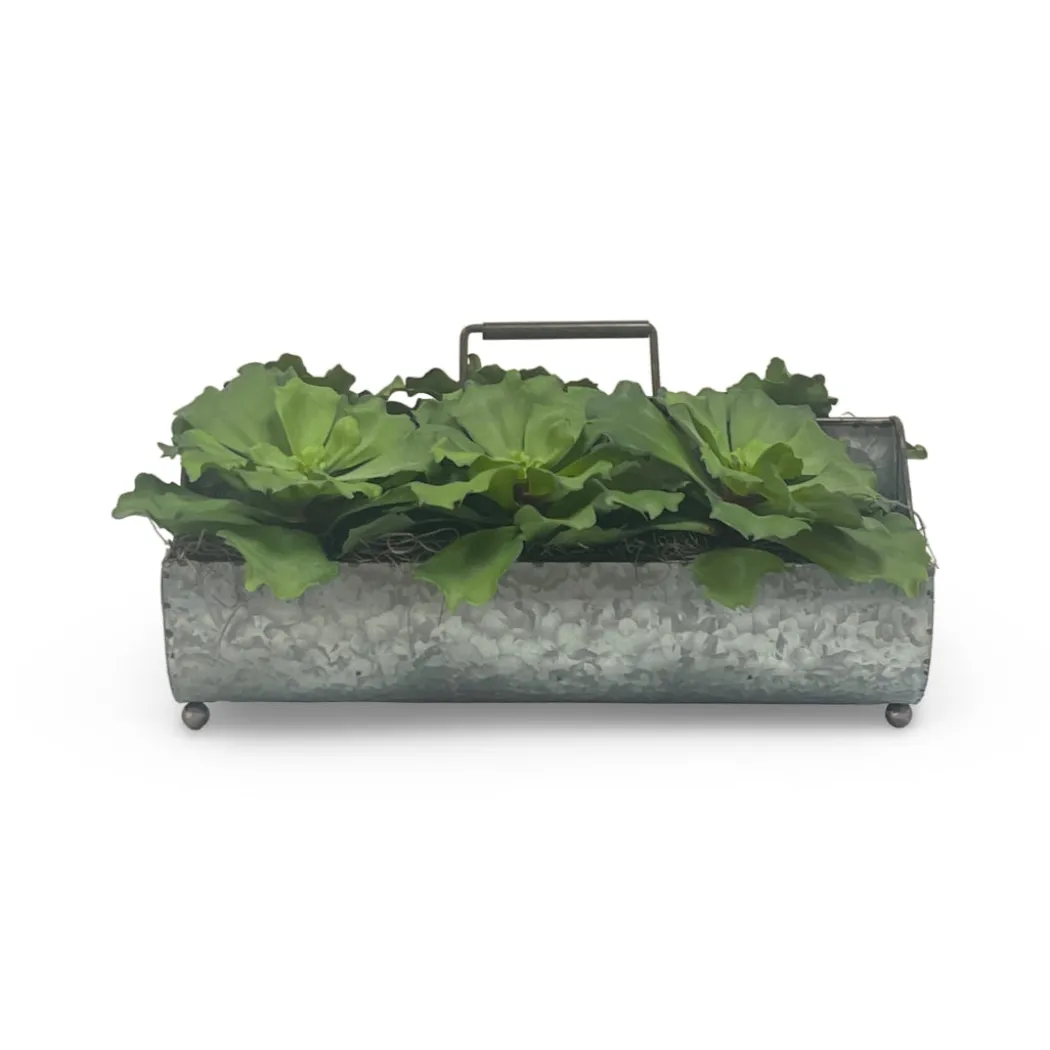 Green Succulents in Metal Planter