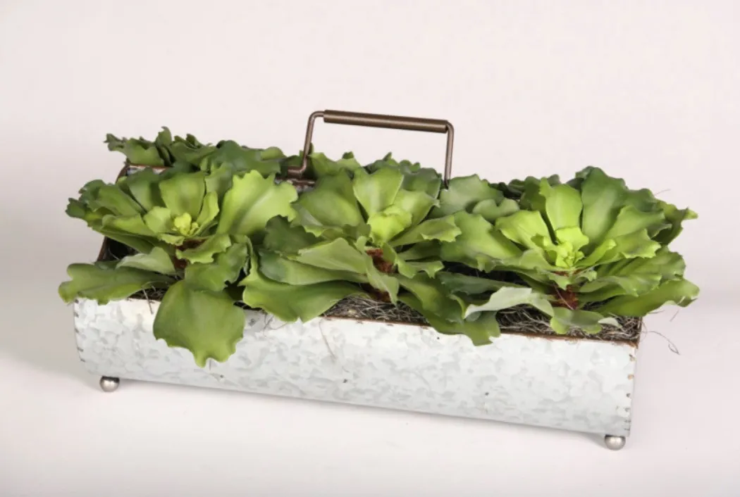 Green Succulents in Metal Planter