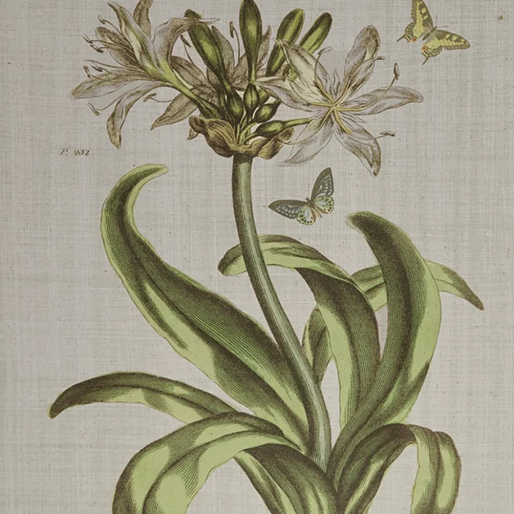 Herbal Botany (Set of 4)