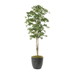 Sakaki Tree - 7ft