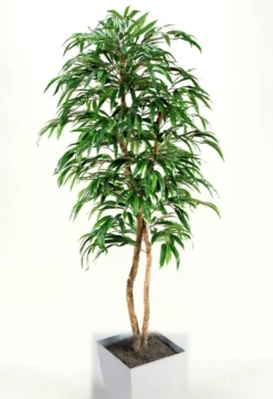 Weeping Ficus Tree in Metal Container - 7 Ft